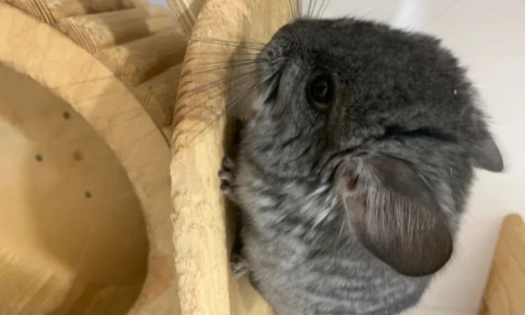 Шиншила ангора дівчинка - фото № 4