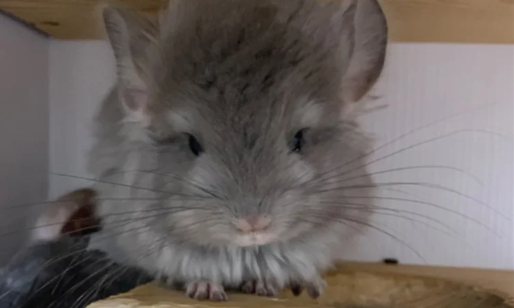 Шиншилла Ангора фиолетовая самка - фото № 1