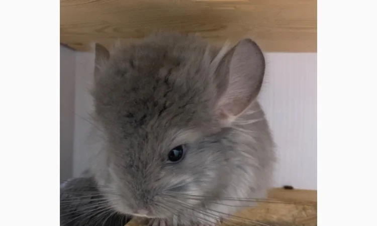 Шиншилла Ангора фиолетовая самка - фото № 2