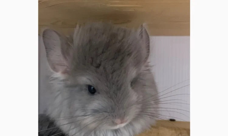 Шиншилла Ангора фиолетовая самка - фото № 3