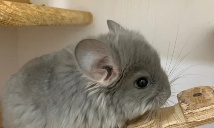 Шиншилла Ангора фиолетовая самка - фото № 4