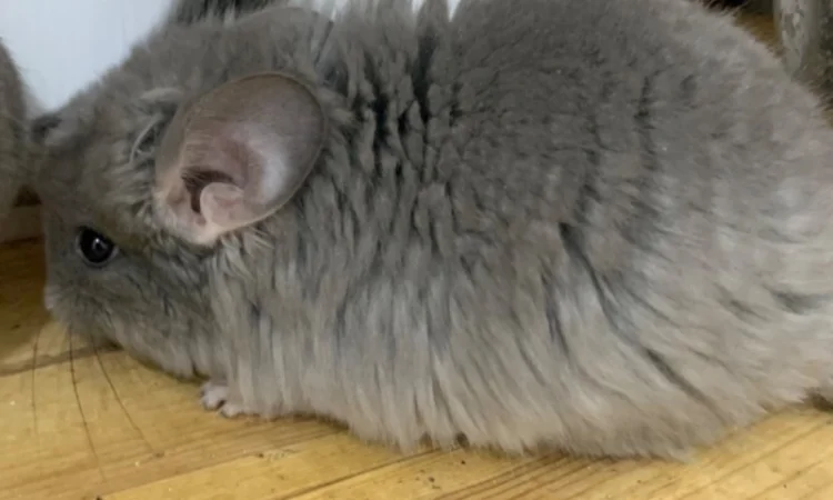 Шиншилла Ангора фиолетовая самка - фото № 5
