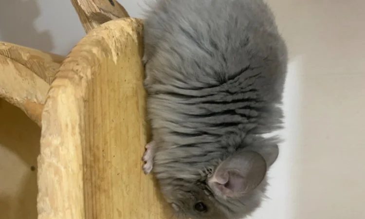 Шиншилла Ангора фиолетовая самка - фото № 6