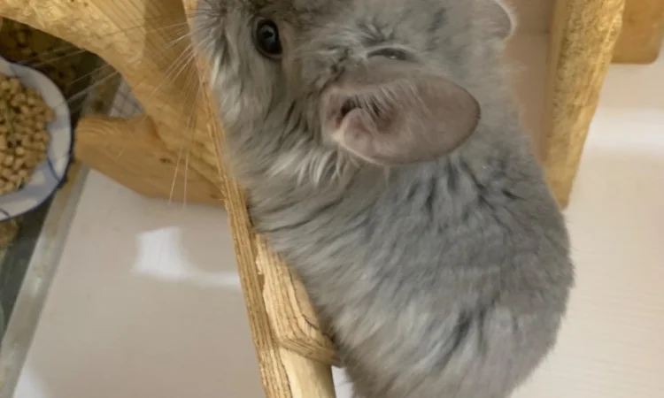 Шиншилла Ангора фиолетовая самка - фото № 7