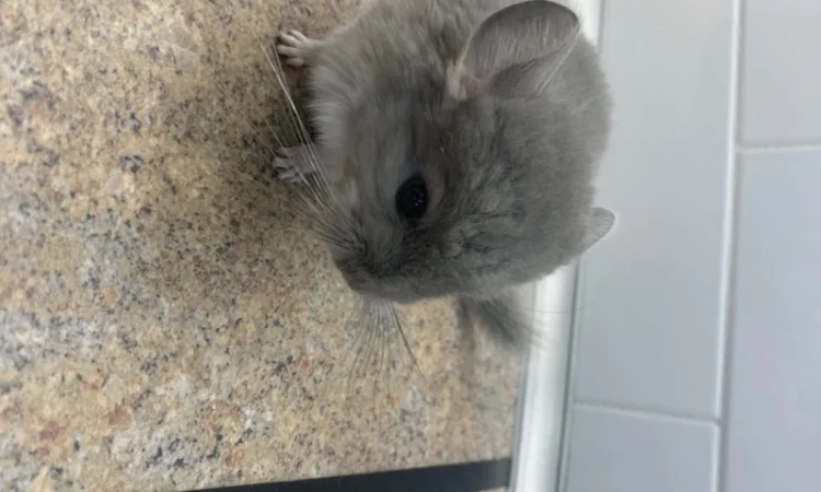 Шиншилла мальчик фиолетовый 100% носитель ангоры - фото № 1