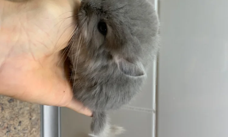 Шиншилла мальчик фиолетовый 100% носитель ангоры - фото № 2