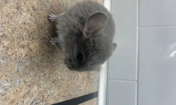 Шиншилла мальчик фиолетовый 100% носитель ангоры - фото № 3