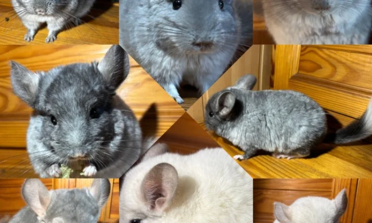 Шиншилки різних забарвлень - фото № 1