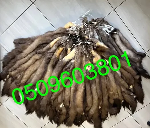 Продам вичинені шкіри куниці лісової - фото № 1