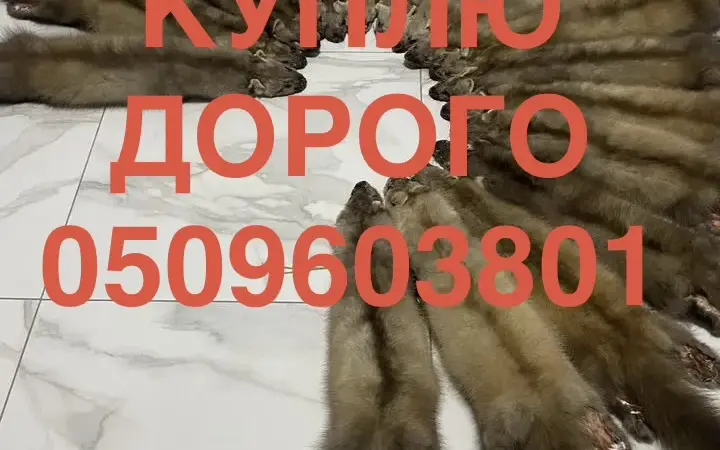 Куплю шкіри куниці ДОРОГО приїдемо самі - фото № 1