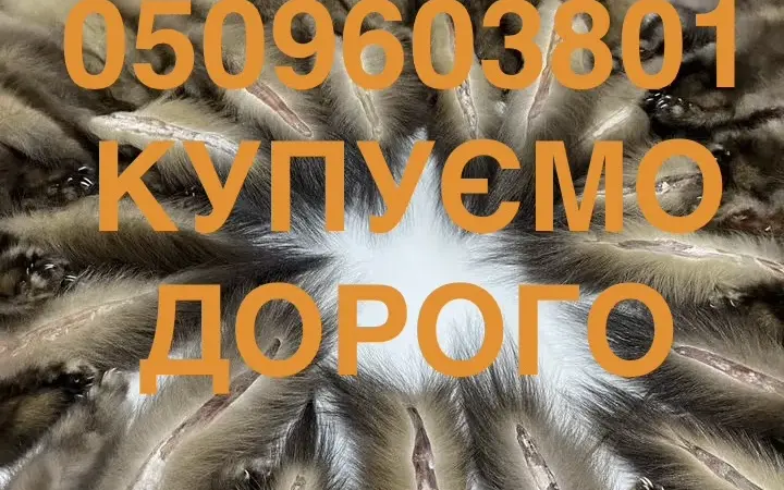 Куплю шкіри куниці купимо у оптовиків - фото № 1