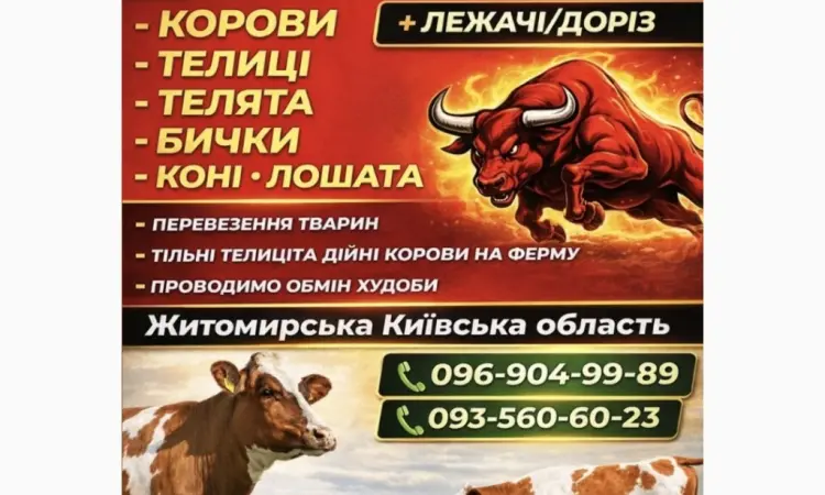 Закупка скота на мясо и на содержание Житомирская область Киевская область - фото № 1