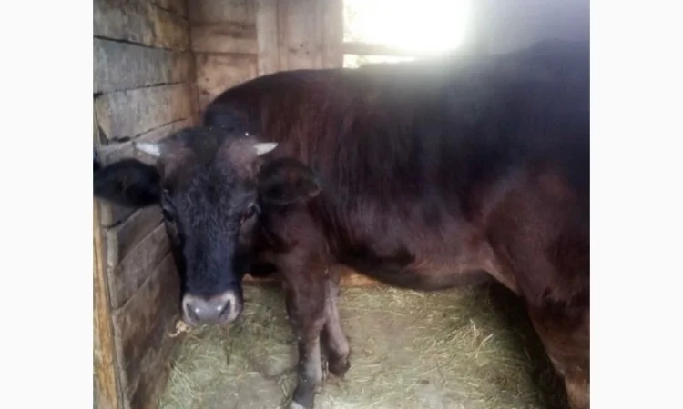 Куплю телят и быков - фото № 1