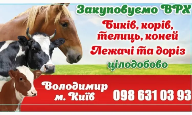 Закопываем коров - фото № 1