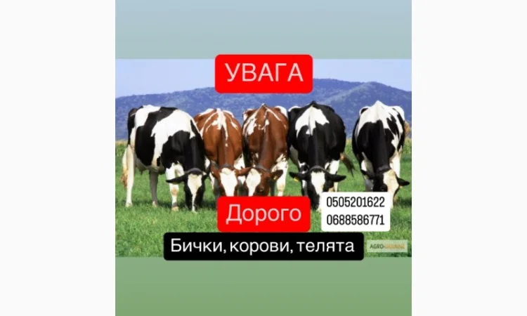 Покупаем ВРХ: быки, коровы, телята - фото № 1