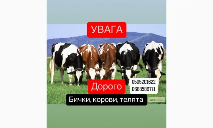 Покупаем КРС БЫКИ - фото № 1