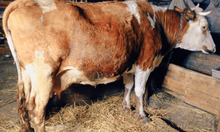 Продается корова для содержания - фото № 1