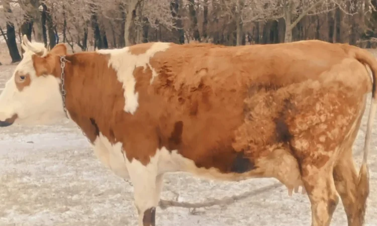 Продается корова для содержания - фото № 2