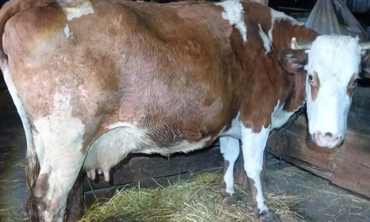 Продается корова для содержания - фото № 3