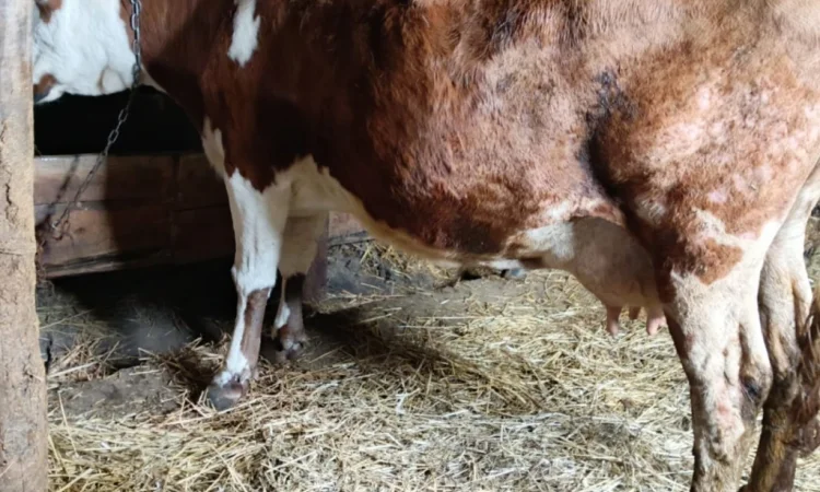 Продается корова для содержания - фото № 4