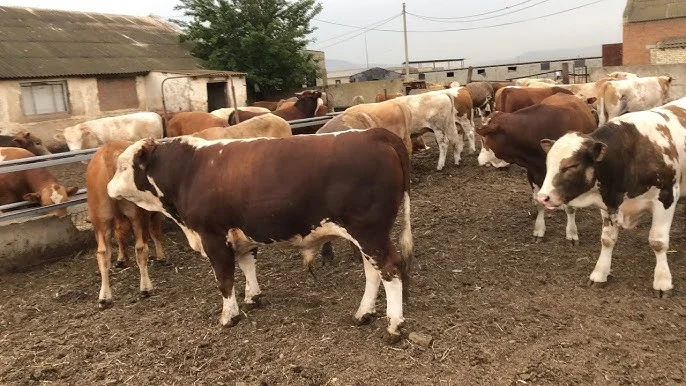 Закупівля биків, корів та телят - фото № 1