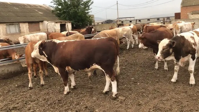 За купляємо бики корови телята - фото № 1
