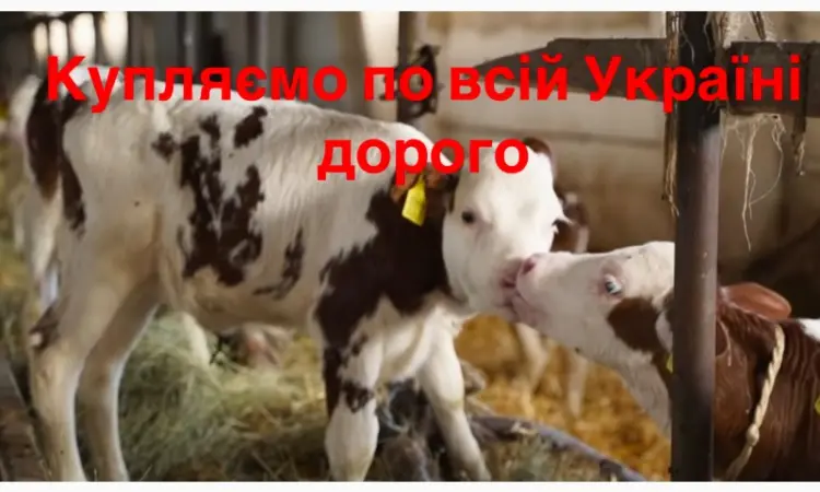 Закупаем быки телята по всей Украине оптом - фото № 2