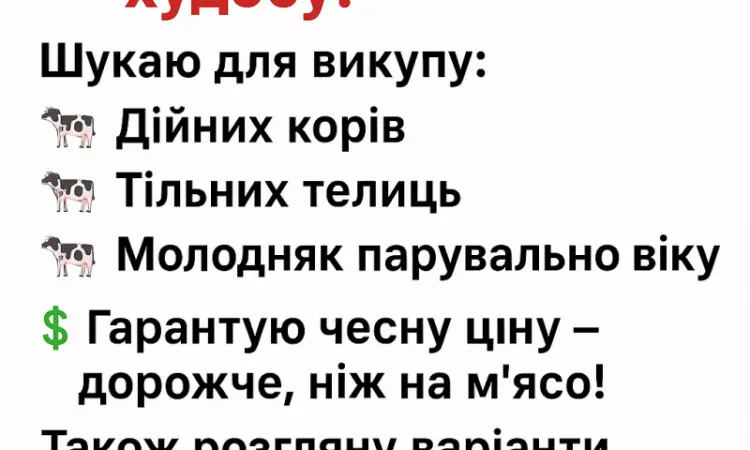 Закупка КРС дорого - фото № 1