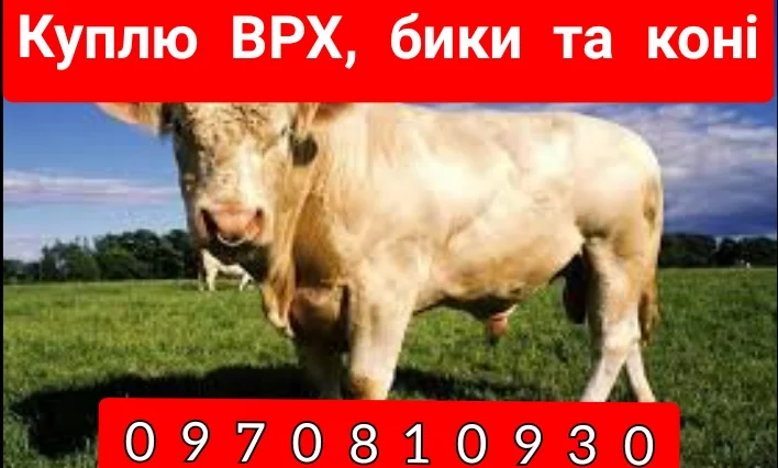 Куплю крупный рогатый скот - фото № 1