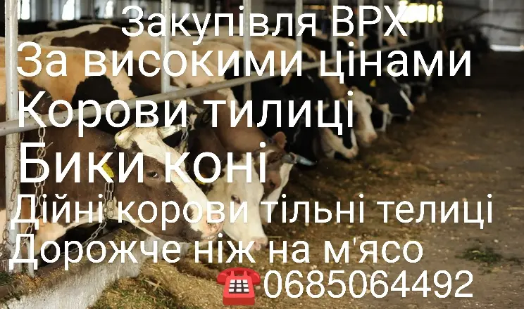 Прийом скота на м'ясо та ферму - фото № 1