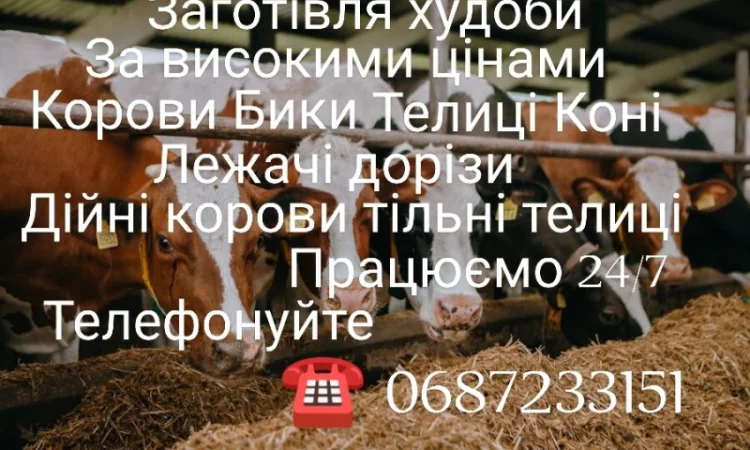 Покупка крупного рогатого скота по выгодным ценам - фото № 1