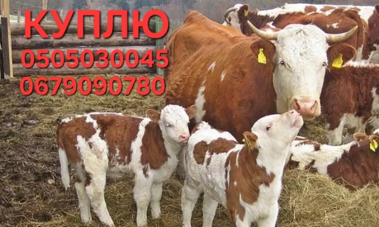 Куплю бычков разных пород от благополучных Ф/Г - фото № 1