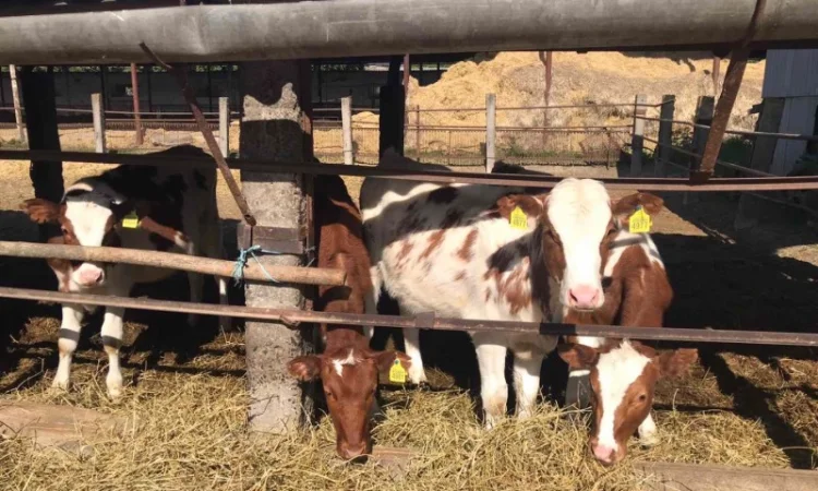 За купляємо телята бики по всій Україні опт - фото № 1