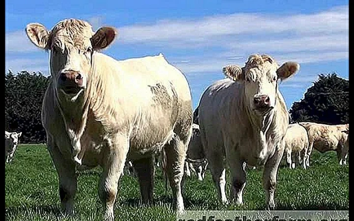 Куплю ВРХ: коровы, быки, телята - фото № 1