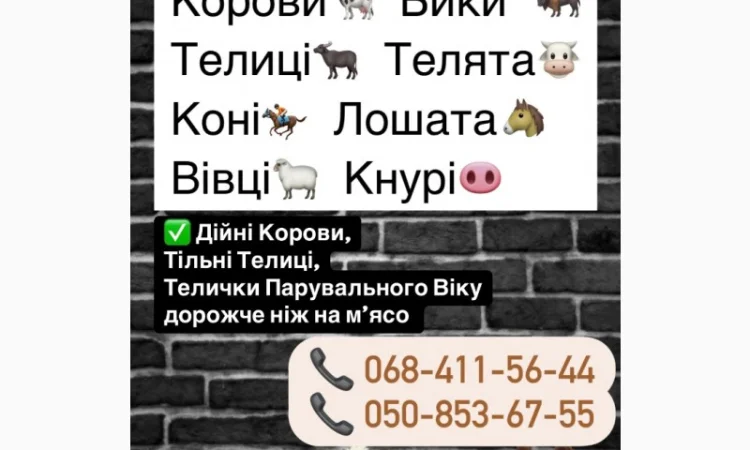 Куплю КРС дорого - фото № 1