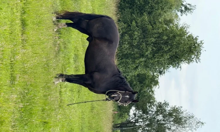 Продаются кони живым весом под заказ, возможна большая партия - фото № 1