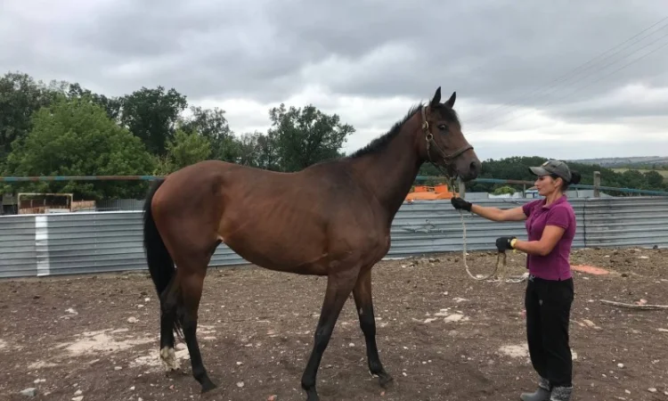 Продається чистокровна гніда кобила - фото № 1