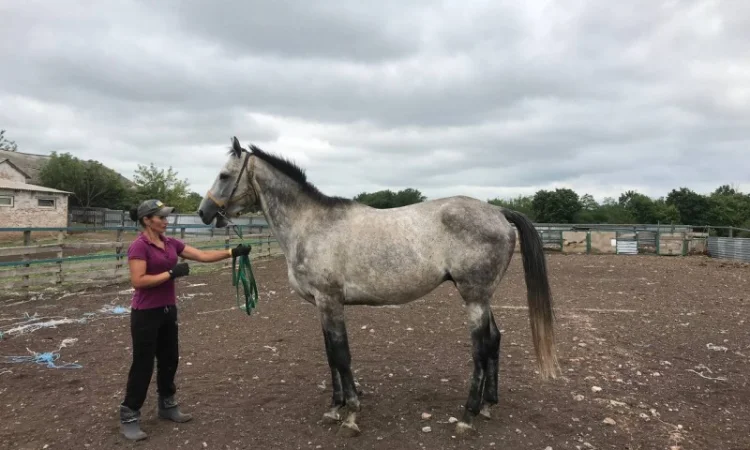 Продается чистокровный серый жеребец - фото № 1