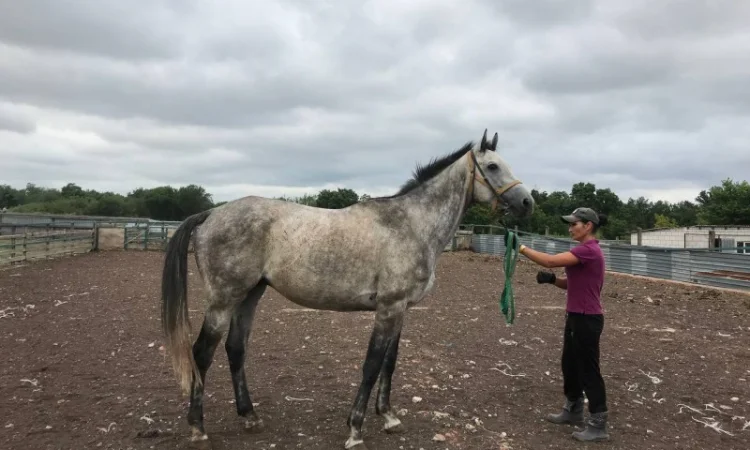 Продается чистокровный серый жеребец - фото № 2