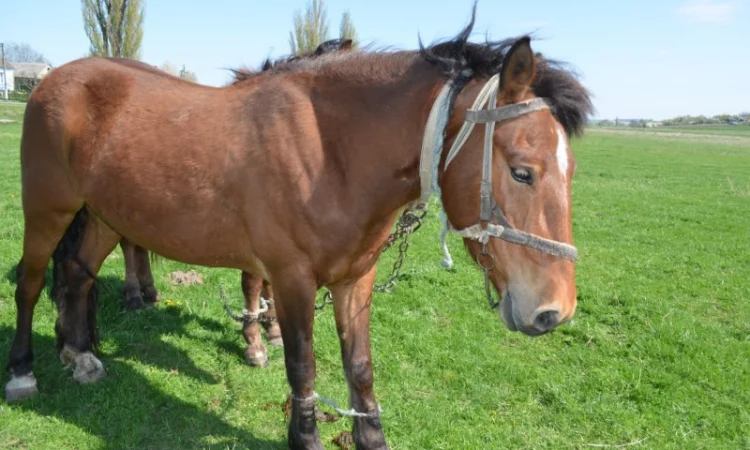 Продается молодой спокойный жеребец - фото № 1