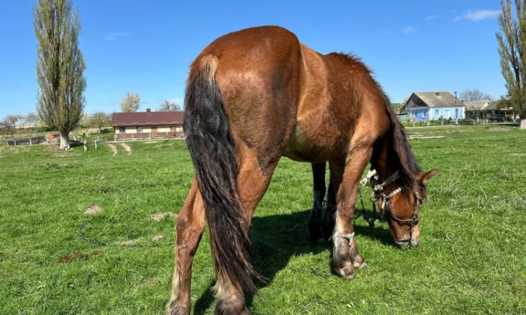 Продается молодой спокойный жеребец - фото № 2