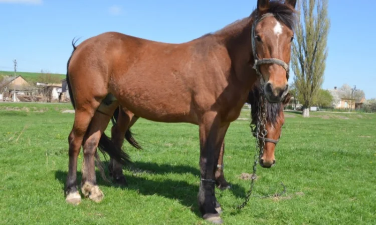 Продается молодой спокойный жеребец - фото № 3