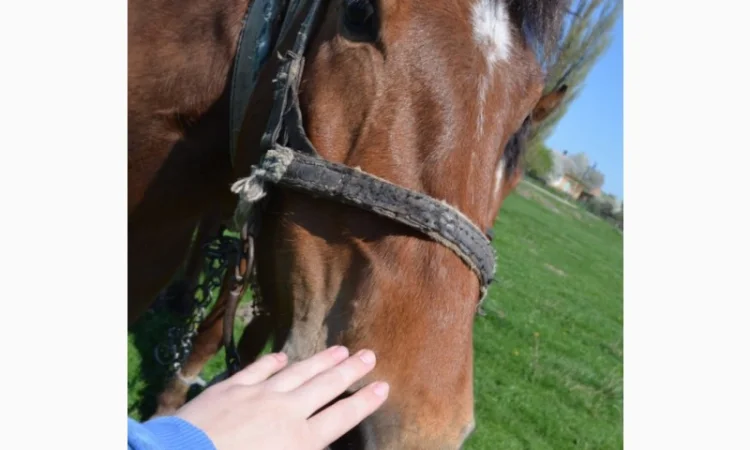 Продается молодой спокойный жеребец - фото № 4