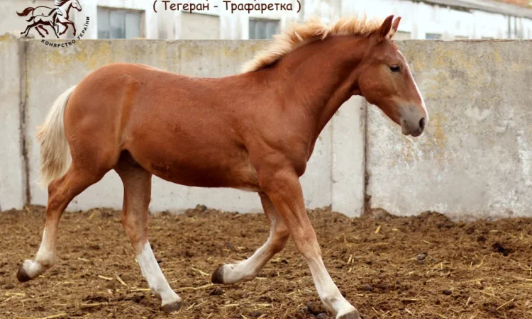 Породистый ваговоз на продаже в Полтавской области - фото № 2