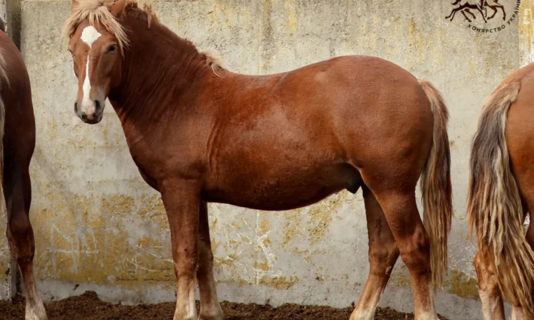 Жеребец новоолександрівської породи на продаж - фото № 1