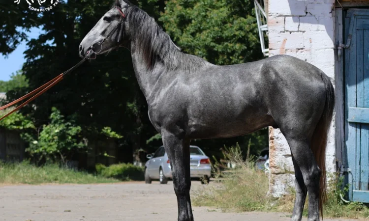 Орловский рисак на продажу - фото № 1