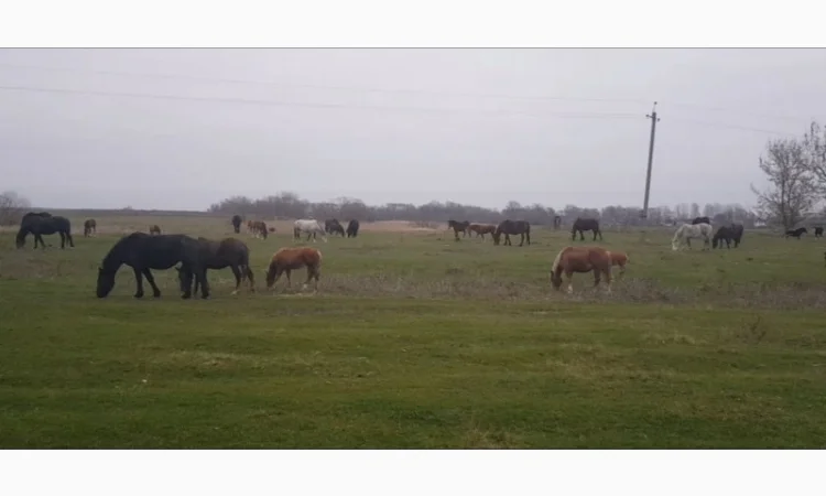 Продаю коней, кобыл и жеребят - фото № 1