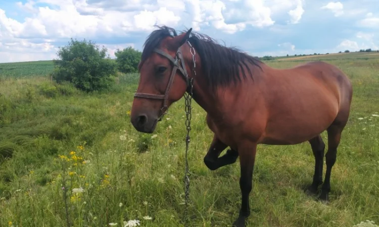 Продается рабочая кобыла - фото № 1