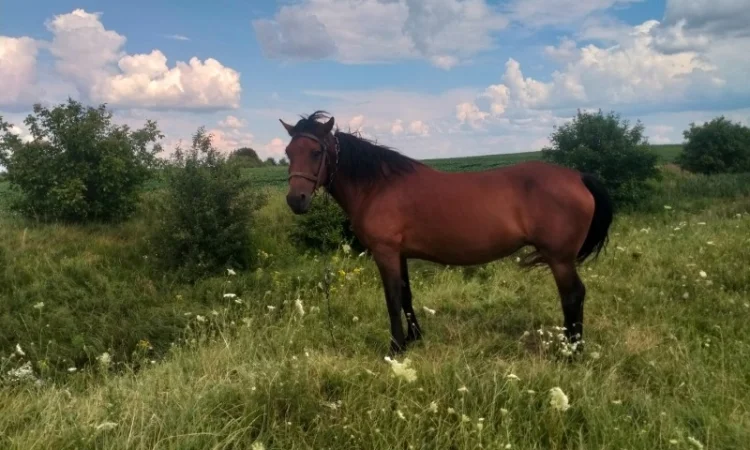 Продается рабочая кобыла - фото № 2