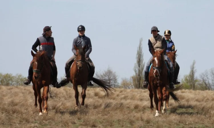 Денники для ваших коней в оренду - фото № 1